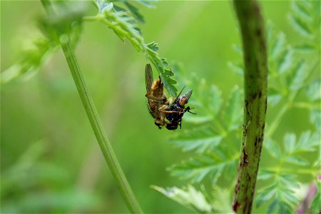 A male golden dung fly (Scathophaga stercoraria) eating a fly on poison hemlock (Conium maculatum). Taken in Blacksburg, VA. photo