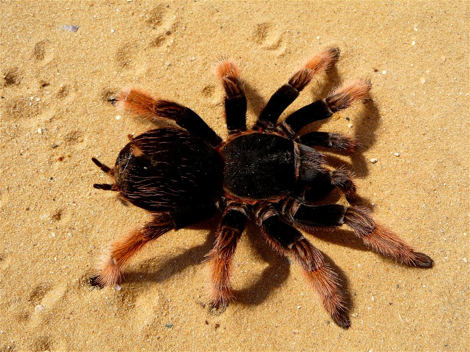 Mexican Pink tarantula Brachypelma klaasi. Adult female