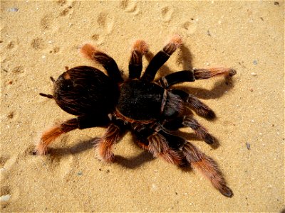Mexican Pink tarantula Brachypelma klaasi (Schmidt & Krause, 1994). Adult female