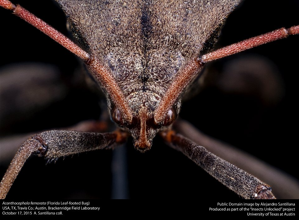 Texas: Travis Co.
Austin, Brackenridge Field Laboratory
17-x-2015
coll. Alejandro Santillana
Acanthocephala femorata
det. A. Santillana

23-x-2015