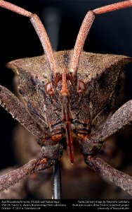Texas: Travis Co.
Austin, Brackenridge Field Laboratory
17-x-2015
coll. Alejandro Santillana
Acanthocephala femorata
det. A. Santillana

23-x-2015