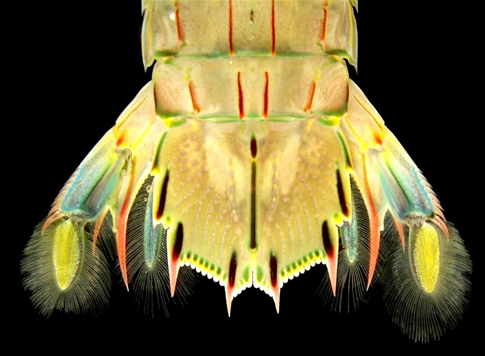 Telson and uropods of Oratosquilla oratoria (De Haan, 1844) (Crustacea: Stomatopoda: Squillidae) from Ehime Prefecture, Shikoku, Japan.