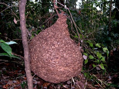 An empty nest of  Vespa simillima measured about 45cm in diameter and 55-60cm in height. Loc. Yokohama, Japan.