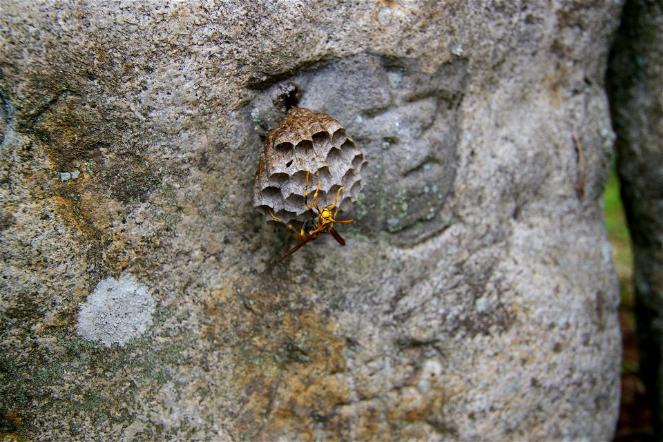Vespa simillima xanthoptera
(Agi Nakatsugawa City, Gifu Pref, Japan)