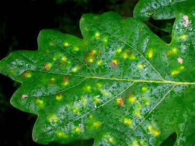 Neuroterus quercusbaccarum, Common spangle gall, from upper leaf surface. Quercus robur. Eglinton, Ayrshire, Scotland. photo