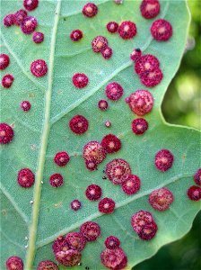 Neuroterus quercusbaccarum on an oak leaf causing the Common Spangle gall. Lynn Glen, Dalry, Scotland photo