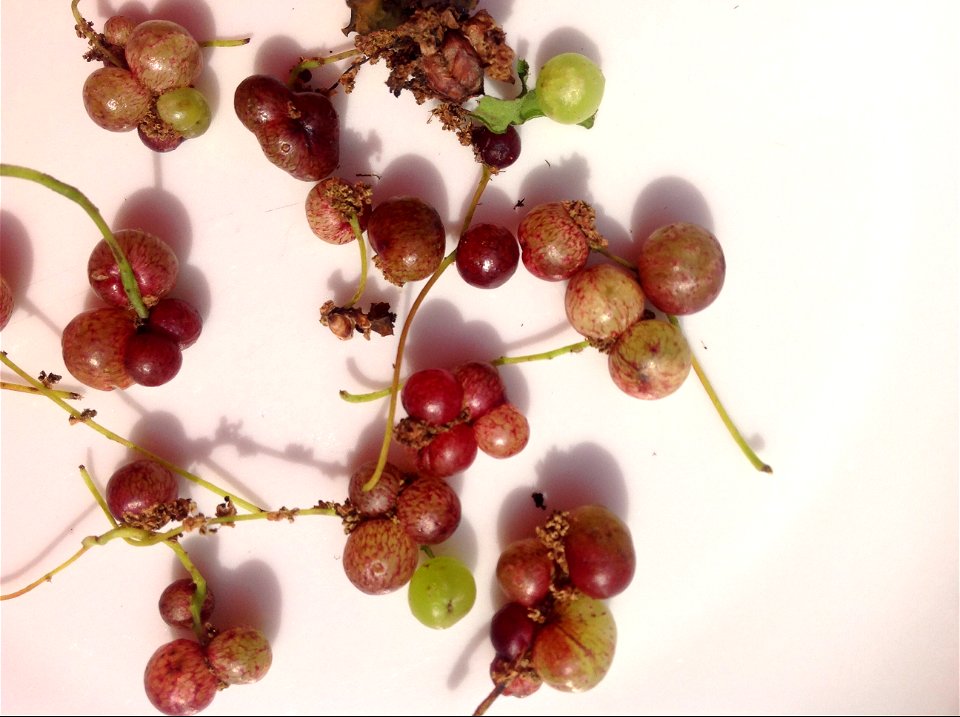 Galles à l'allure de groseilles (trouvées sous un chêne) dues à Neuroterus quercusbaccarum
