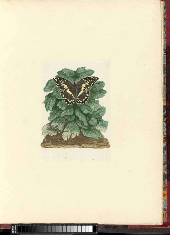 IdentificatieTitel(s): Papilio demodocus op een ongeïndentificeerde plantObjecttype: tekening albumblad Objectnummer: RP-T-1914-18-108Omschrijving: Deze vlinder (Papilio demodocus) komt voor in de Kar