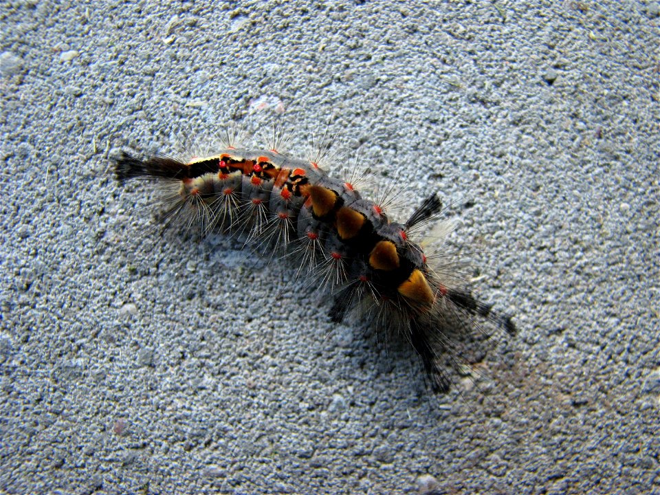 Orgyia antiqua caterpillar, Brno