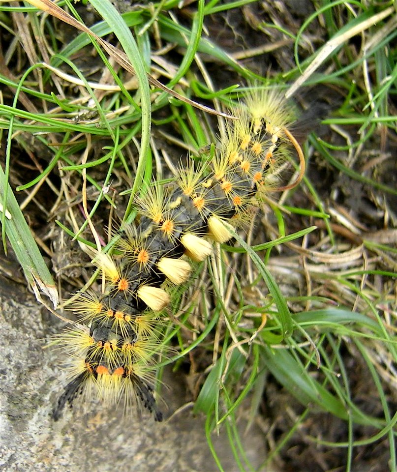 Rusty Tussock Moth or Vapourer, Orgyia antiqua,