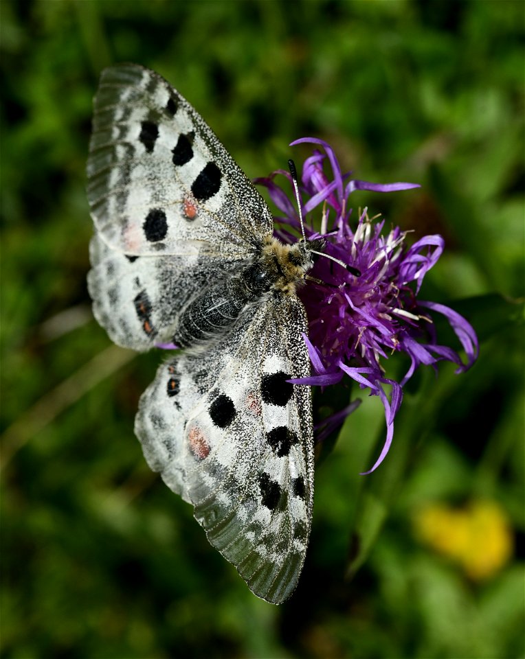 Apollofalter (Parnassius apollo). Roter Apollo.
Standort; Vorarlberg.