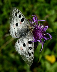 Apollofalter (Parnassius apollo). Roter Apollo.
Standort; Vorarlberg.