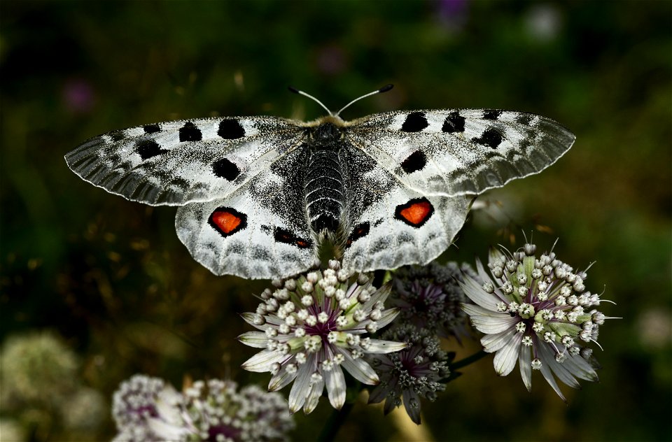 Apollofalter (Parnassius apollo). Roter Apollo.
Standort; Vorarlberg.