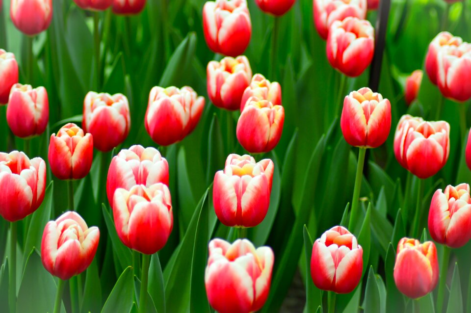 Holland plant garden