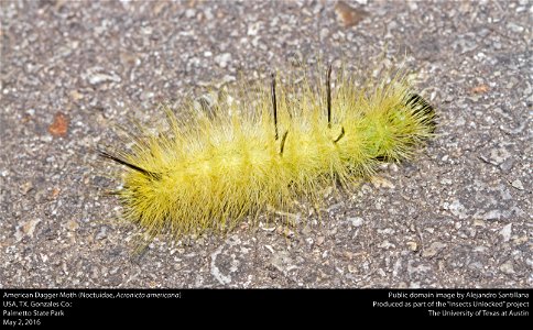 USA, TX, Gonzales Co.: Palmetto State Park 2-v-2016 photo