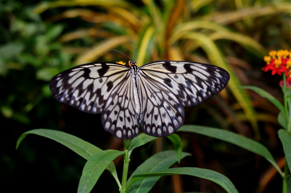 Picture of Idea leuconoe taken in "Butterfly house", Wien.