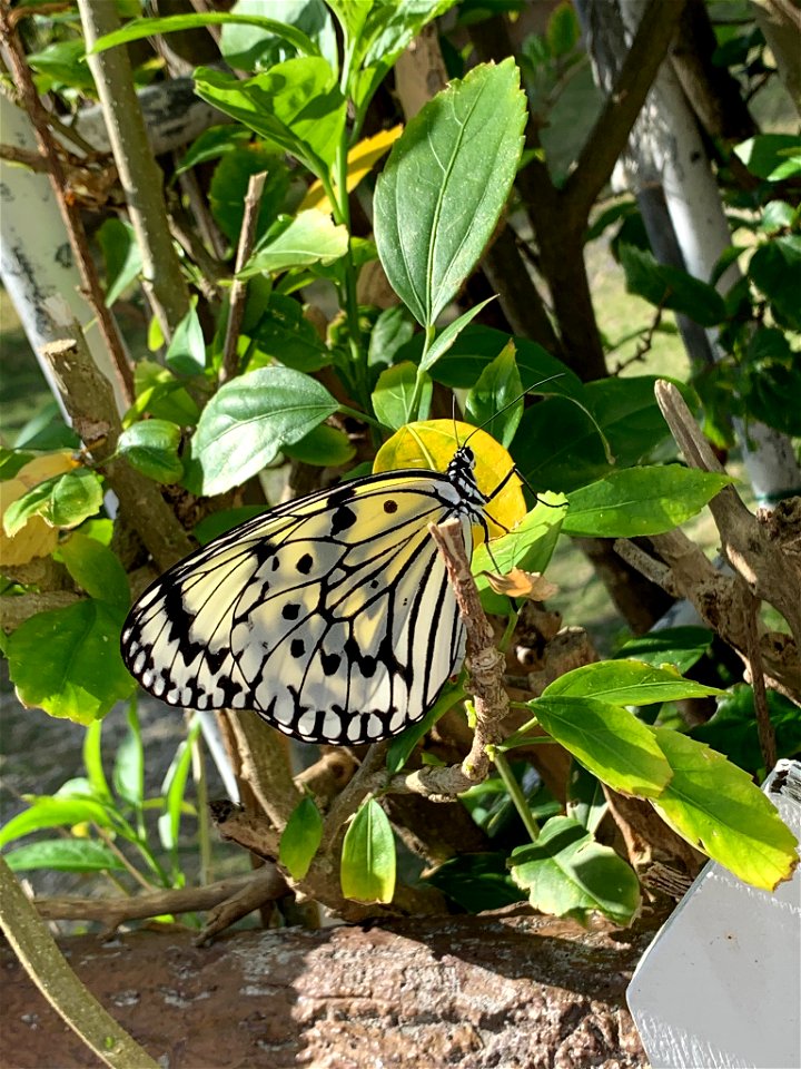 Idea leuconoe on Ishigakijima. Picture taken on January 6, 2020