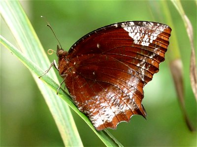 Elymnias caudata, Tailed Palmfly, is a species of satyrid butterfly found in South Asia. This butterfly species is dimorphic, males and females do not look alike. Males exhibit black colored uppersid photo