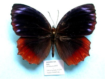 INDONESIA. Bali, Biol.Lett.2008, Exemplar, <a href="http://nymphalidae.utu.fi/story.php?code=NW112-19" rel="nofollow">see in our database</a> photo