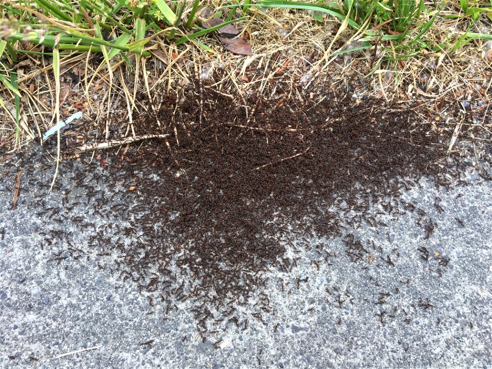 Two colonies of pavement ants (Tetramorium immigrans) battling for territory on a sidewalk in Mount Vernon, Washington state, US in May. Tetramorium ants aggressively defend a territory, and in spring