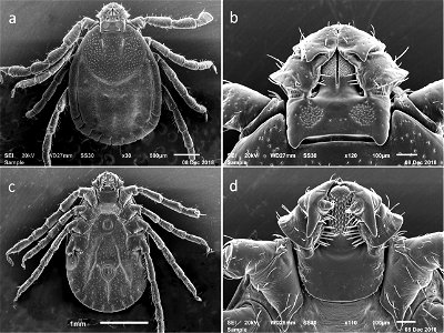 Figure 1; SEM photos of female H. longicornis from a colony started with specimens from Jeju-teukbyeoljachido, Republic of Korea (Accession # RML48803) a dorsal full body b dorsal capitulum c ventral photo