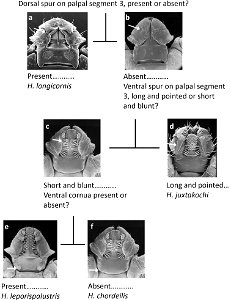 Figure 5; Pictorial key to adults of Haemaphysalis spp. occurring in North America.