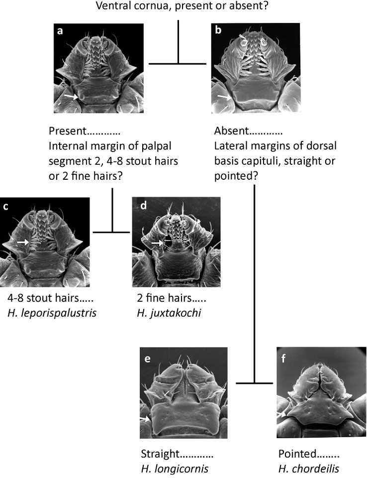 Figure 6; Pictorial key to nymphs of Haemaphysalis spp. occurring in North America.
