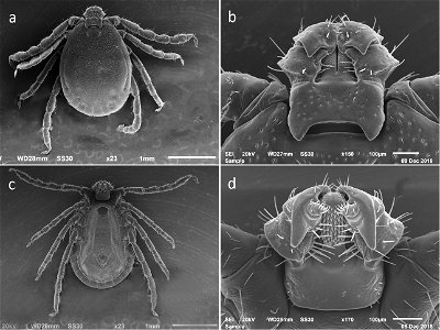 Figure 2; SEM photos of male H. longicornis from a colony started with specimens from Jeju-teukbyeoljachido, Republic of Korea. (Accession # RML48803) a dorsal full body b dorsal capitulum c ventral f photo