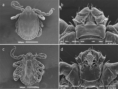 Figure 3; SEM photos of nymphal H. longicornis from a colony started with specimens from Jeju-teukbyeoljachido, Republic of Korea (Accession # RML48803). a dorsal full body b dorsal capitulum c ventra photo