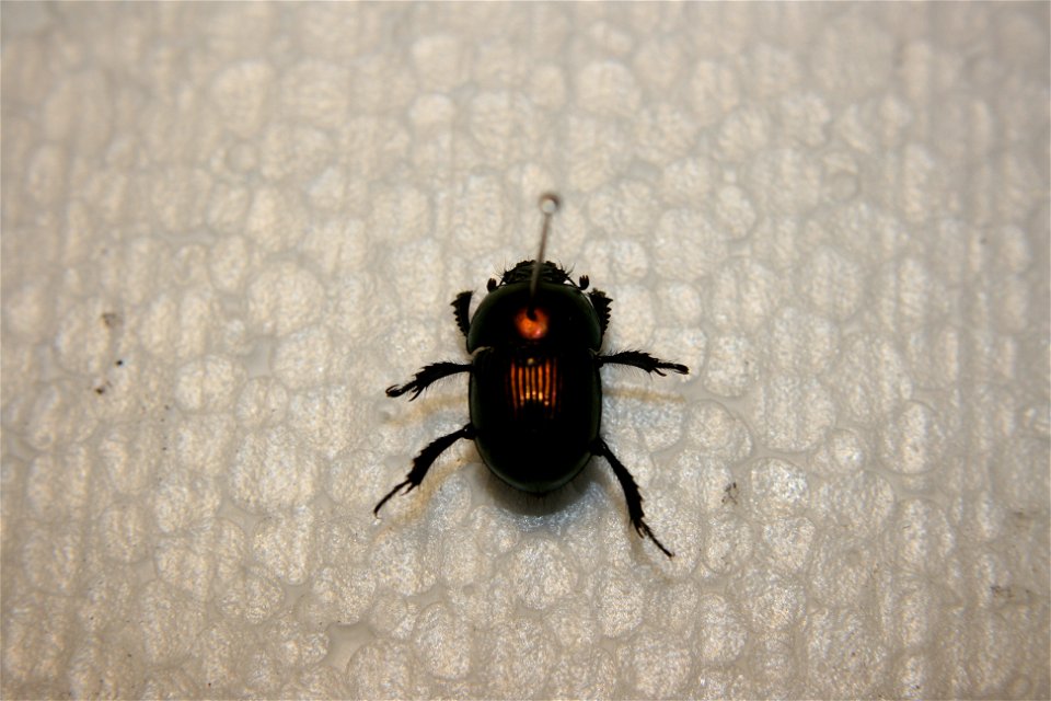 A Geotrupes in the Hough collection. Caught August 25th, 2007.