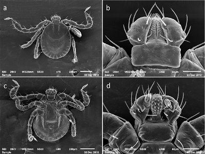 Figure 4; SEM photos of larval H. longicornis from a colony started with specimens from Queensland, Australia (Accession # RML58949). a dorsal full body b dorsal capitulum c ventral full body d ventra photo