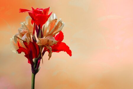 Canna exotic bloom photo