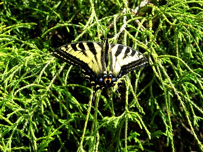 Western Tiger Swallowtail