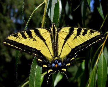 Papilio rutulus. Taken at Lodi Lake in Lodi, CA. photo