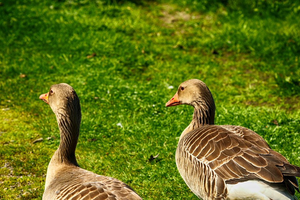 Wild nature wildlife