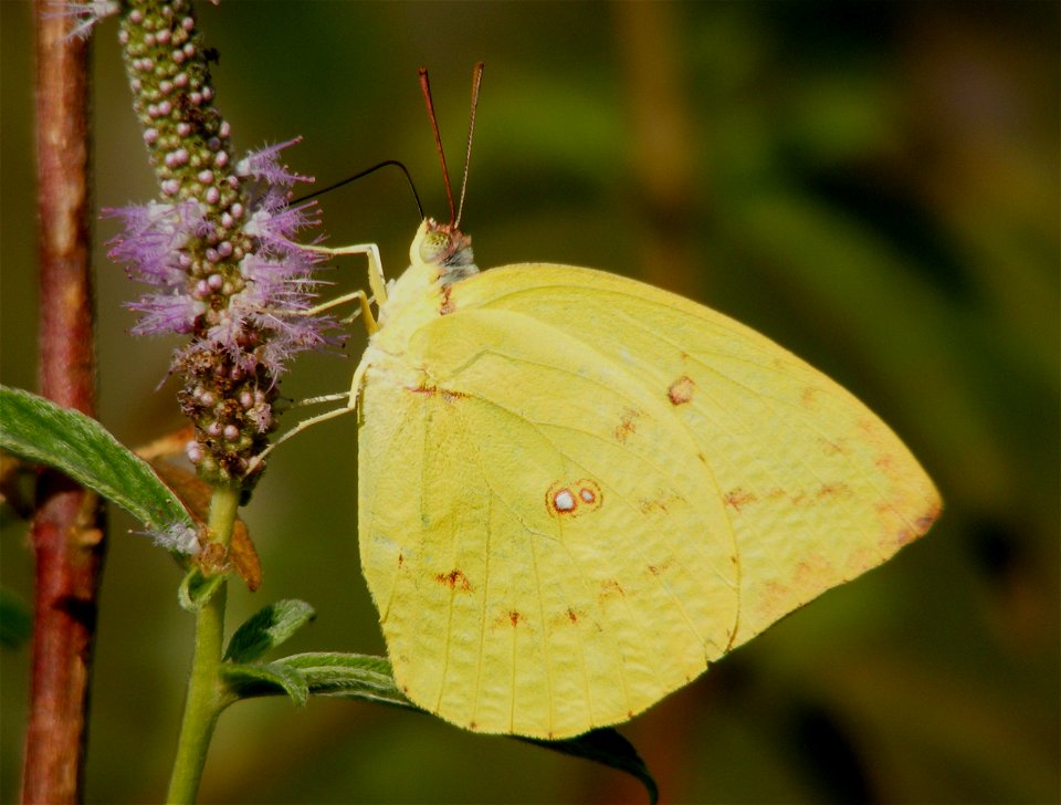 Common Emigrant_Catopsilia pomona