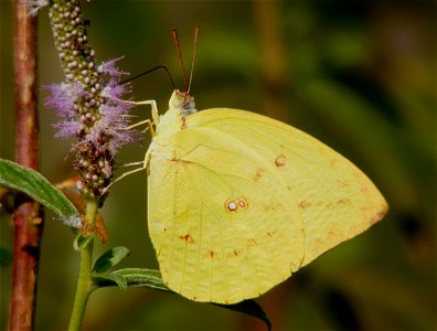 Common Emigrant_Catopsilia pomona