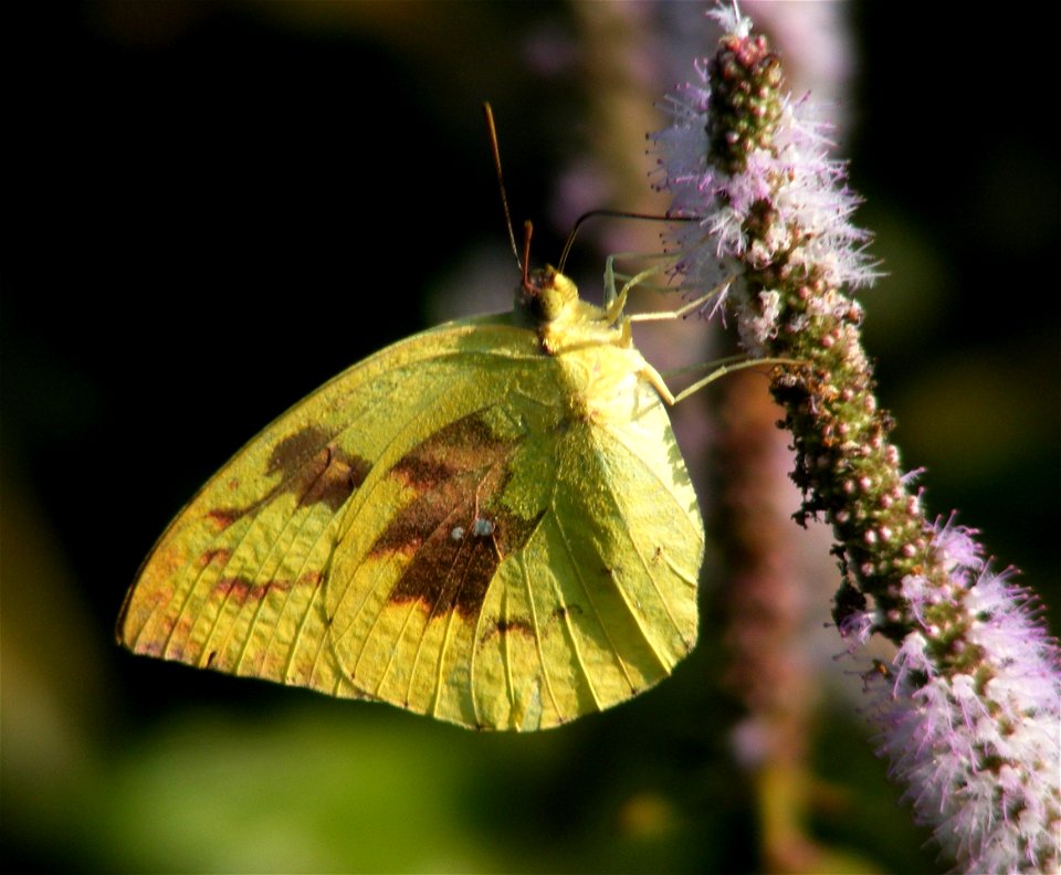 Common Emigrant_Catopsilia pomona