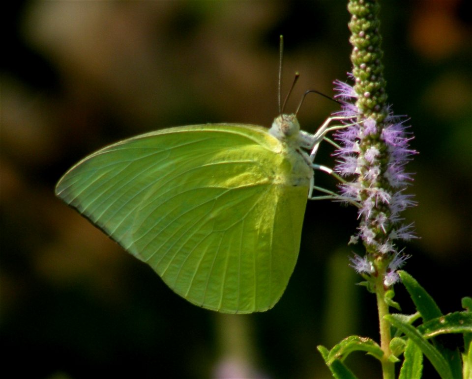 Common Emigrant_Catopsilia pomona