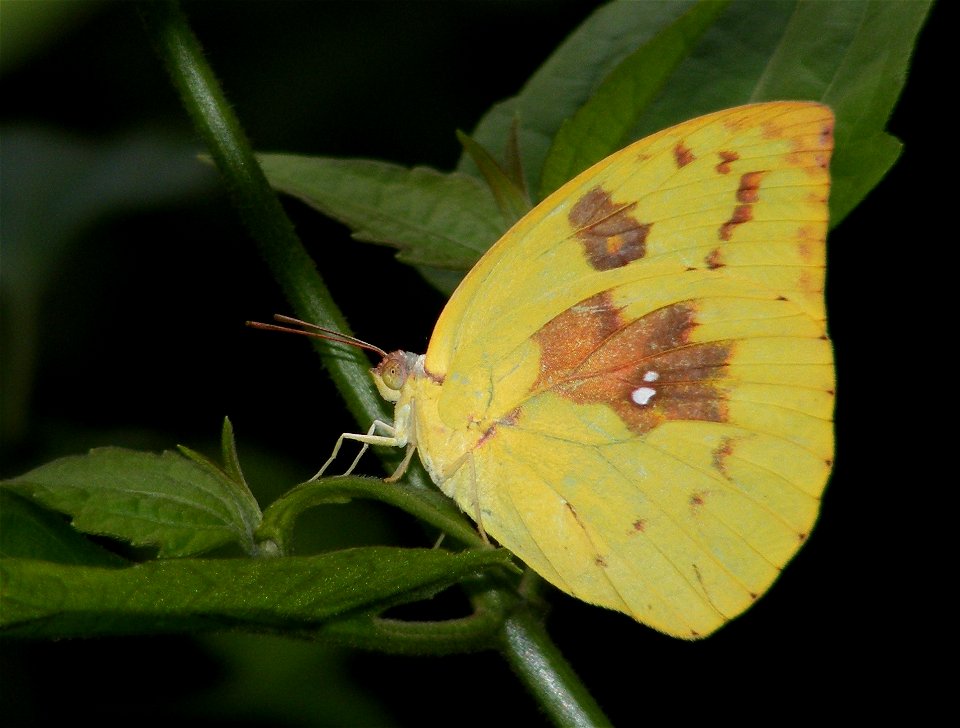 Catilla form of common emigrant