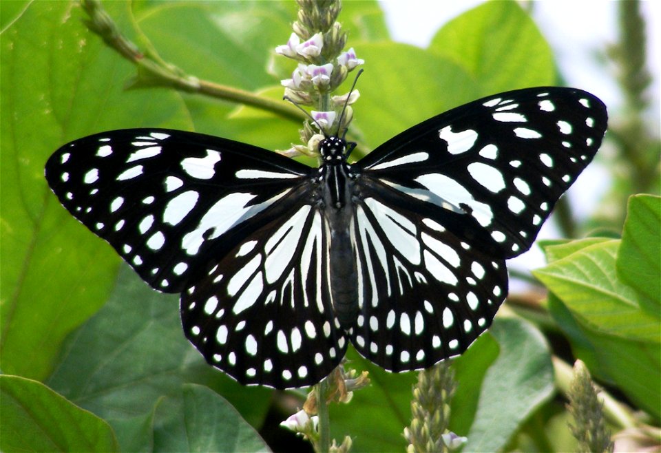 Blue Tiger (Tirumala limniace)