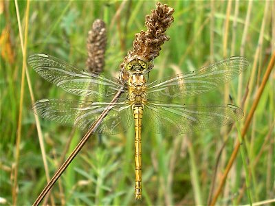 Dragonfly - female Vagrant Darter (Sympetrum vulgatum) Location: Goor, Netherlands Keywords: Odonata, Dragonfly, Common Darter, female, Sympetrum vulgatum photo