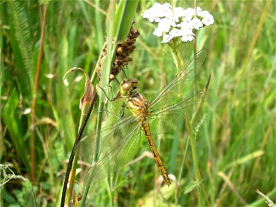 Dragonfly - female Vagrant Darter (Sympetrum vulgatum) Location: Goor, Netherlands Keywords: Odonata, Dragonfly, Common Darter, female, Sympetrum vulgatum Steenrode heidelibell (Sympetrum vulgatum) L photo