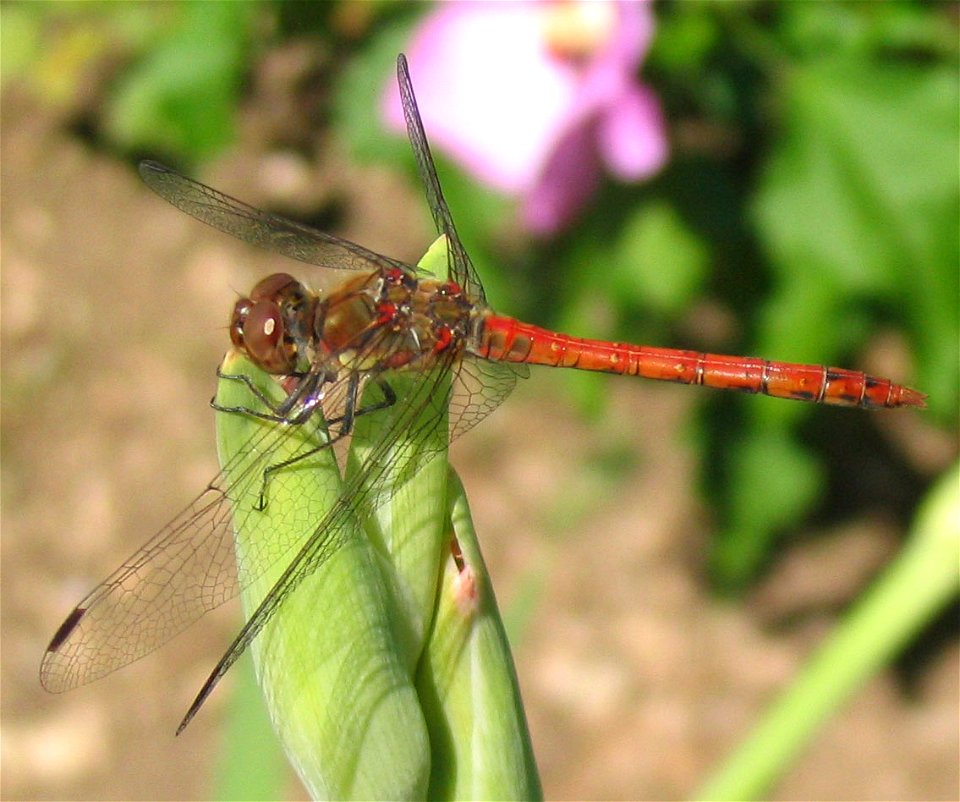 Dragonfly: Sympetrum striolatum.  Location: garden in Munich, Germany
