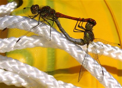 Mating dragonflies: Sympetrum striolatum Location: garden in Munich, Germany photo