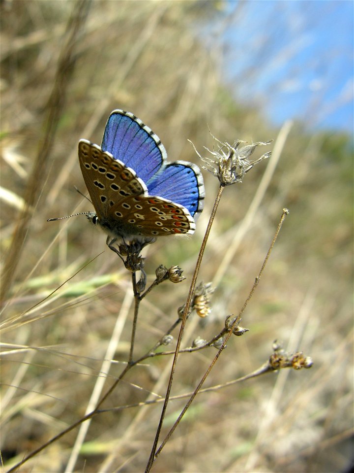 Lysandra bellargus (Lycaenidae). Rivas Vaciamadrid, Madrid, España.