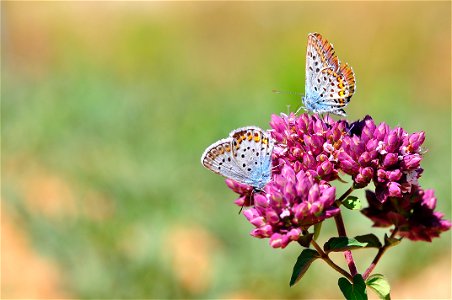 La niña celeste (Polyommatus bellargus) es una especie de mariposa de la familia Lycaenidae.

Es una mariposa pequeña, con una envergadura de unos 17 mm. El cuerpo es peludo y firme. Esta especie de m