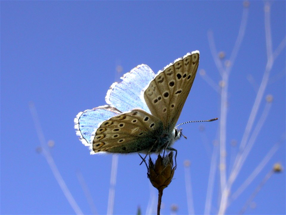 Lysandra bellargus (Lycaenidae) a contraluz. Rivas Vaciamadrid, MAdrid, España. photo