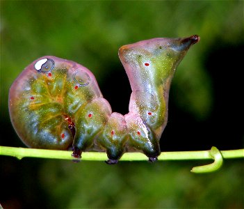 In defensive posture..when disturbed
Host plant Tinospora sp.

(Thanks Roger for the identification)