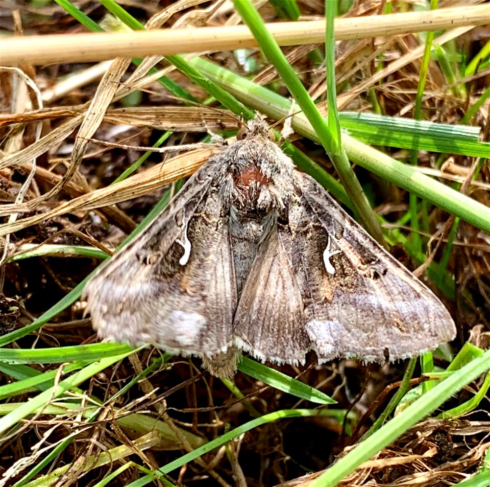 Silver Y (Autographa gamma)
